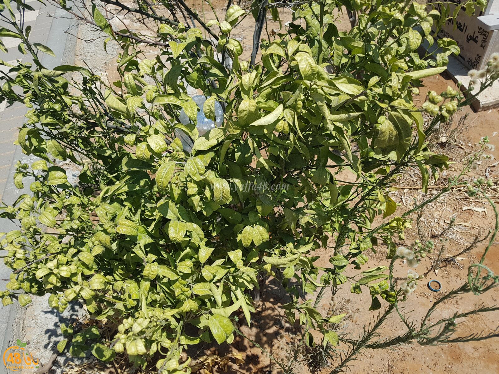 tasoo trees je (11).jpg